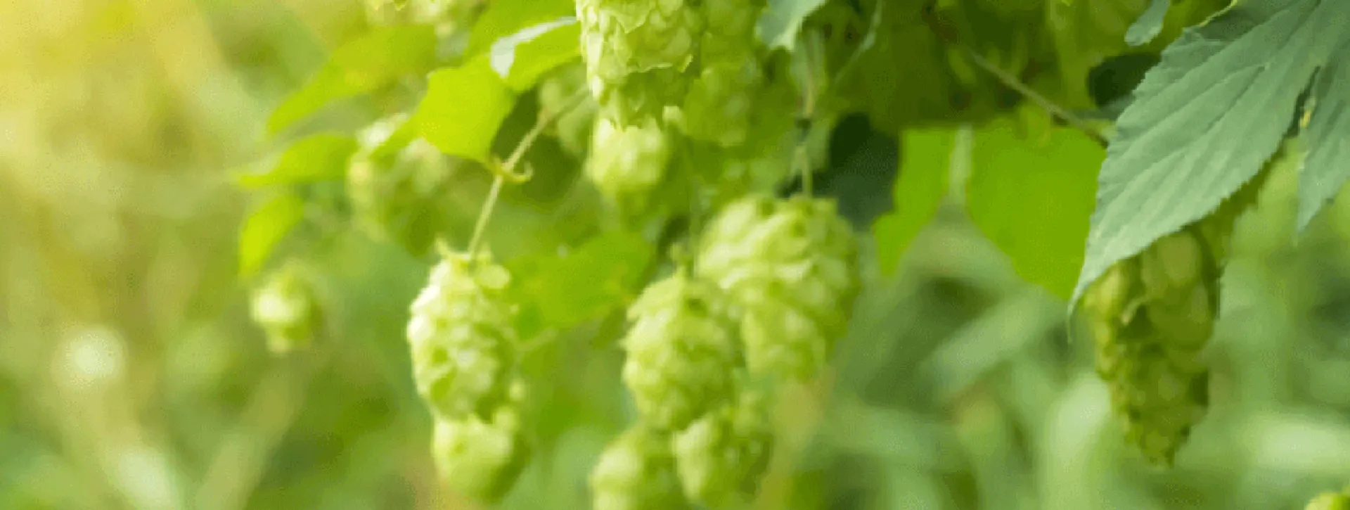 Closeup view of brewery hops on vine.