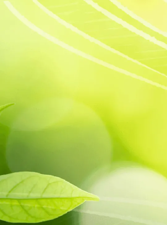 green leaves abstract lines and light reflections in background